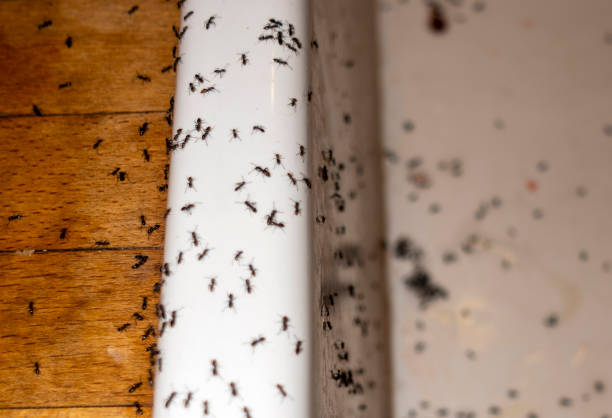 Best Bed Bug Extermination  in Mccom, MS