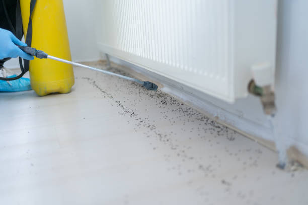 Best Insect Control  in Mccom, MS