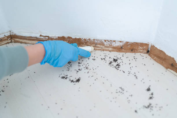 Best Mosquito Control Services  in Mccom, MS